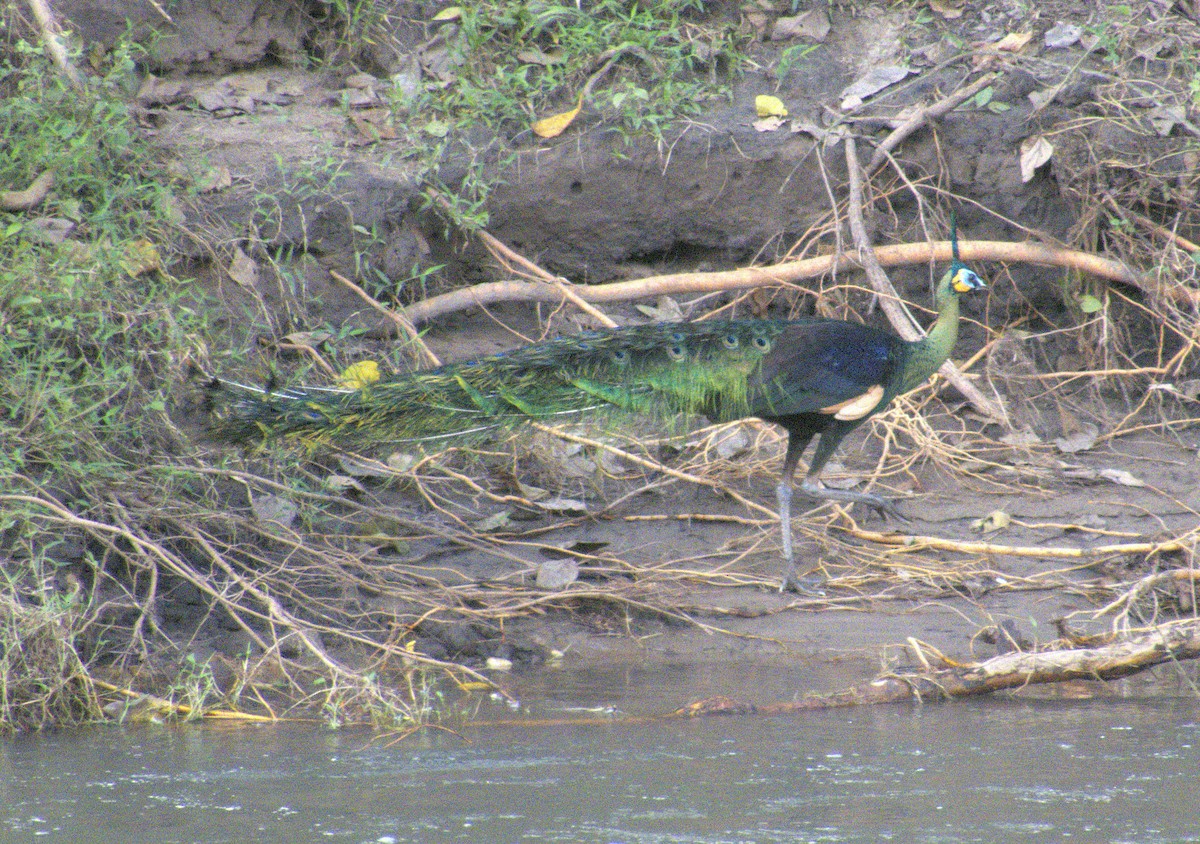 Green Peafowl - ML646585784
