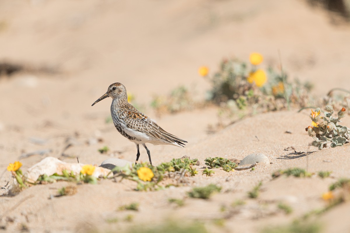 myrsnipe (schinzii) - ML646585785