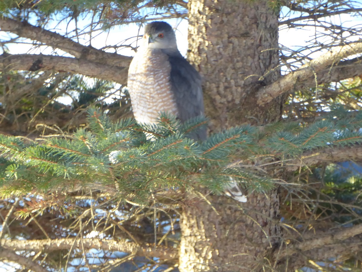 Cooper's Hawk - ML646585786