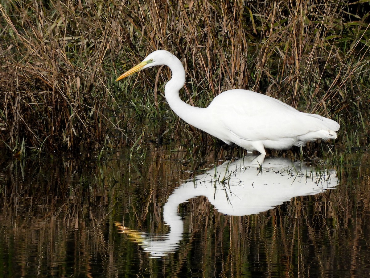 volavka bílá - ML646585787