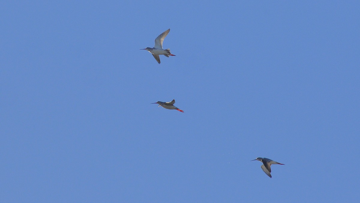 Spotted Redshank - ML646585802