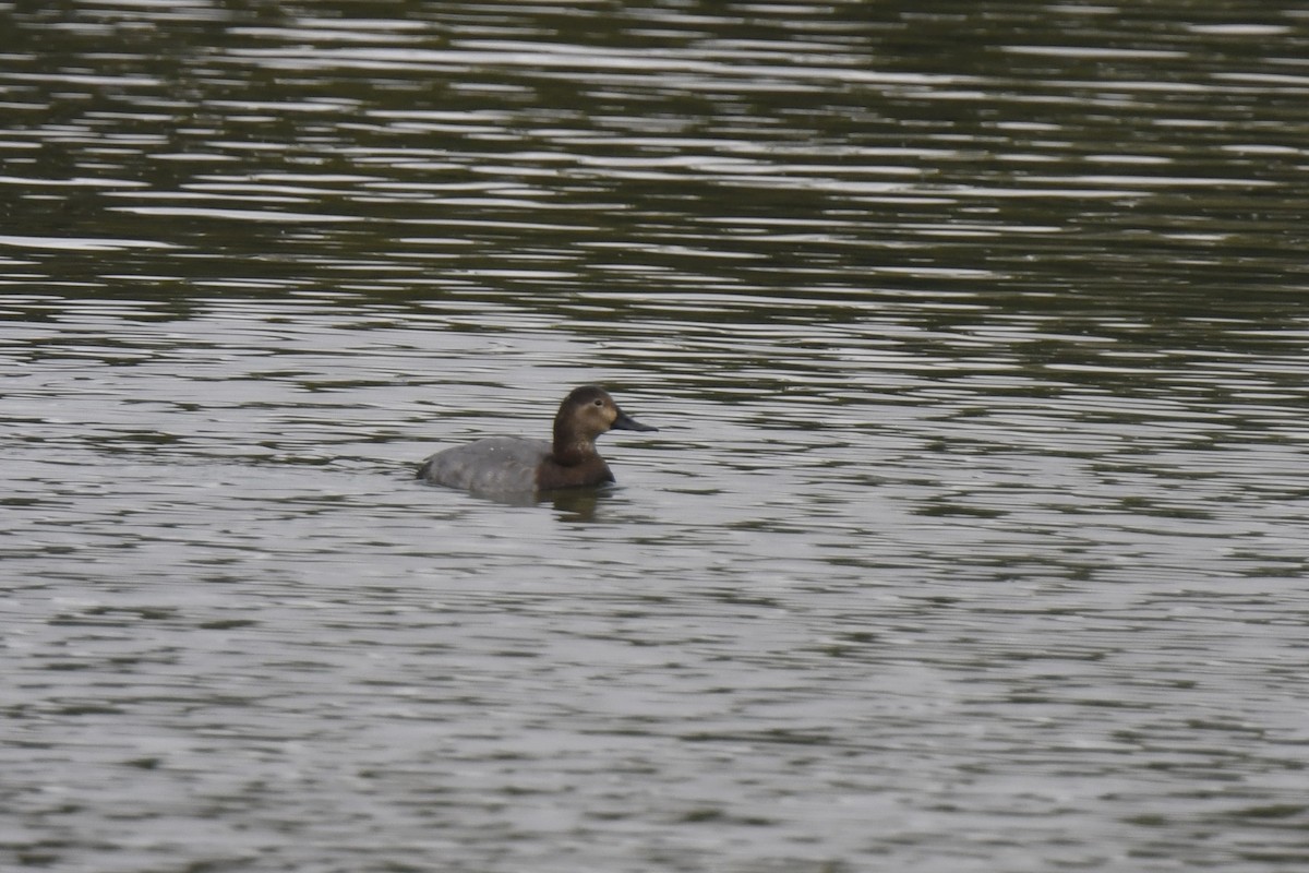 Common Pochard - ML646585816