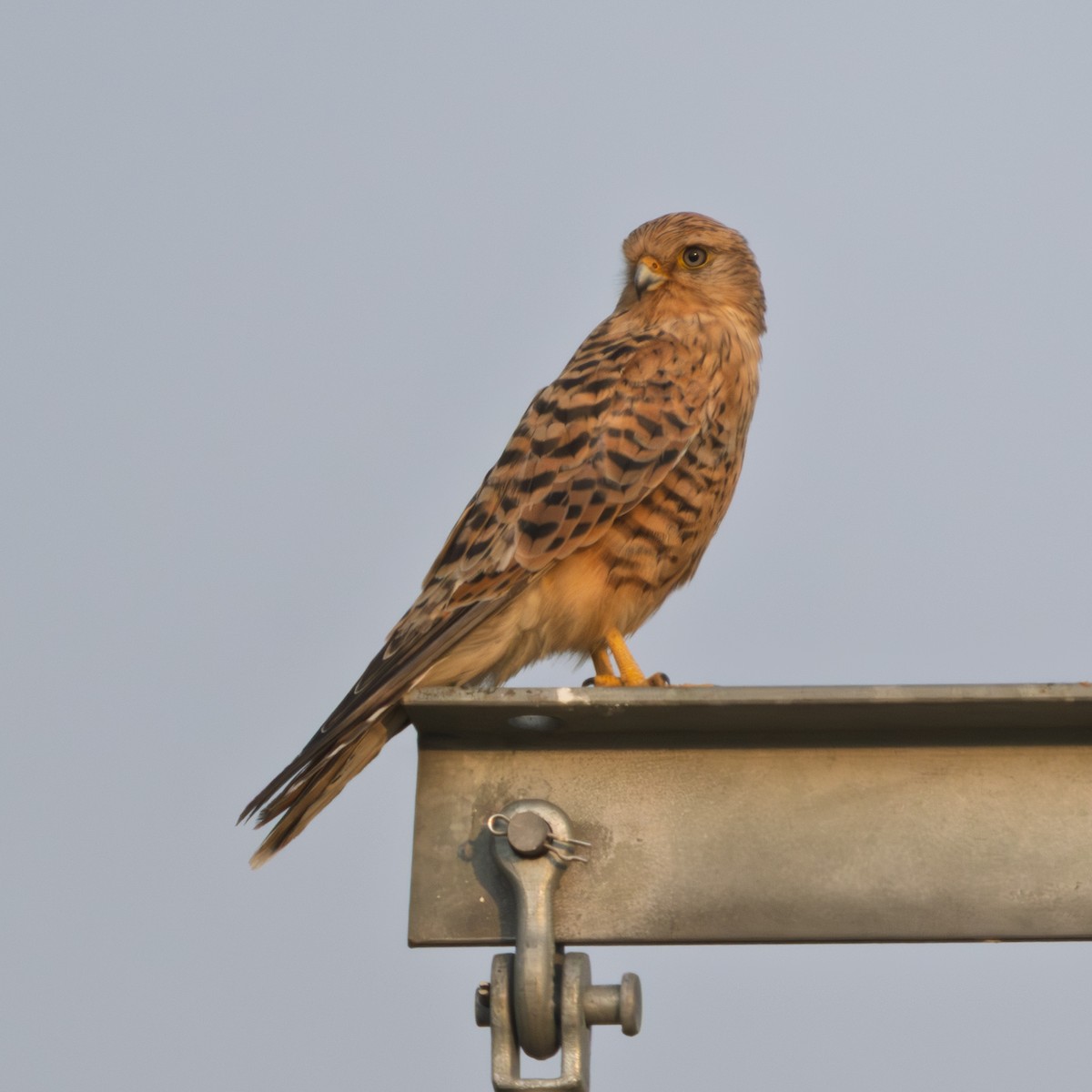 Greater Kestrel - ML646585817