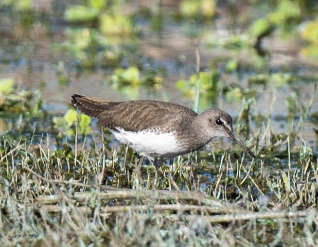 Green Sandpiper - ML646585818