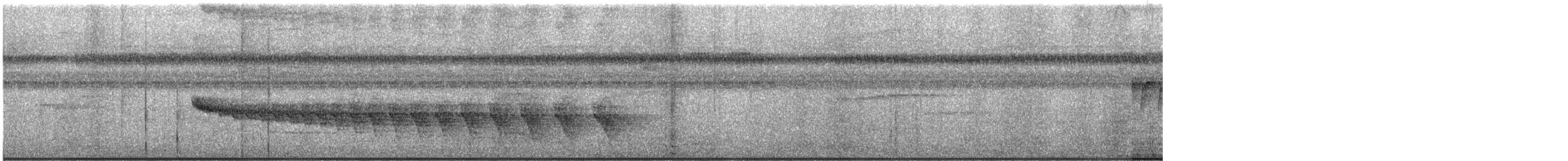 White-bellied Antbird - ML646585819