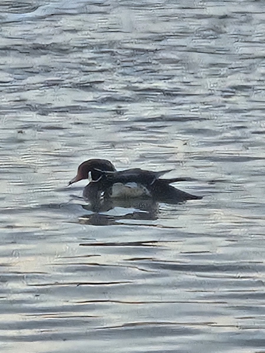 Wood Duck - ML646585820