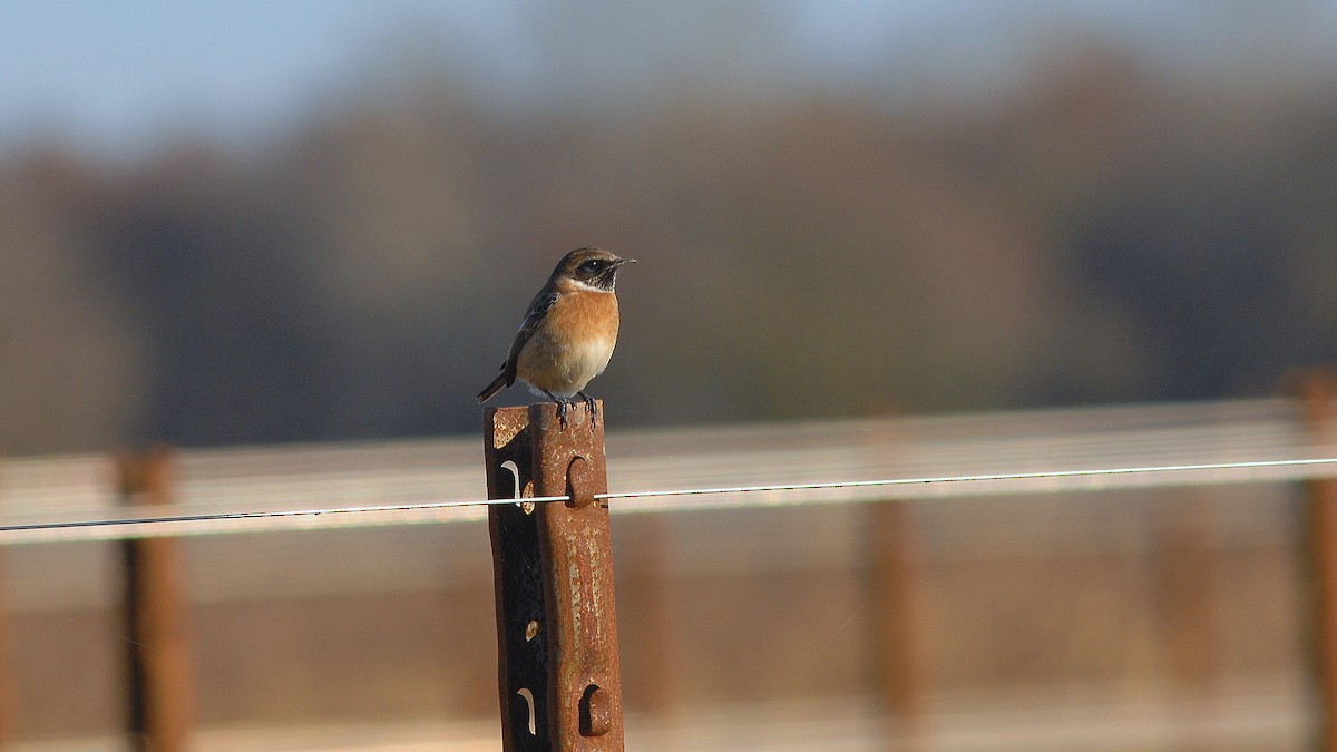 European Stonechat - ML646585821