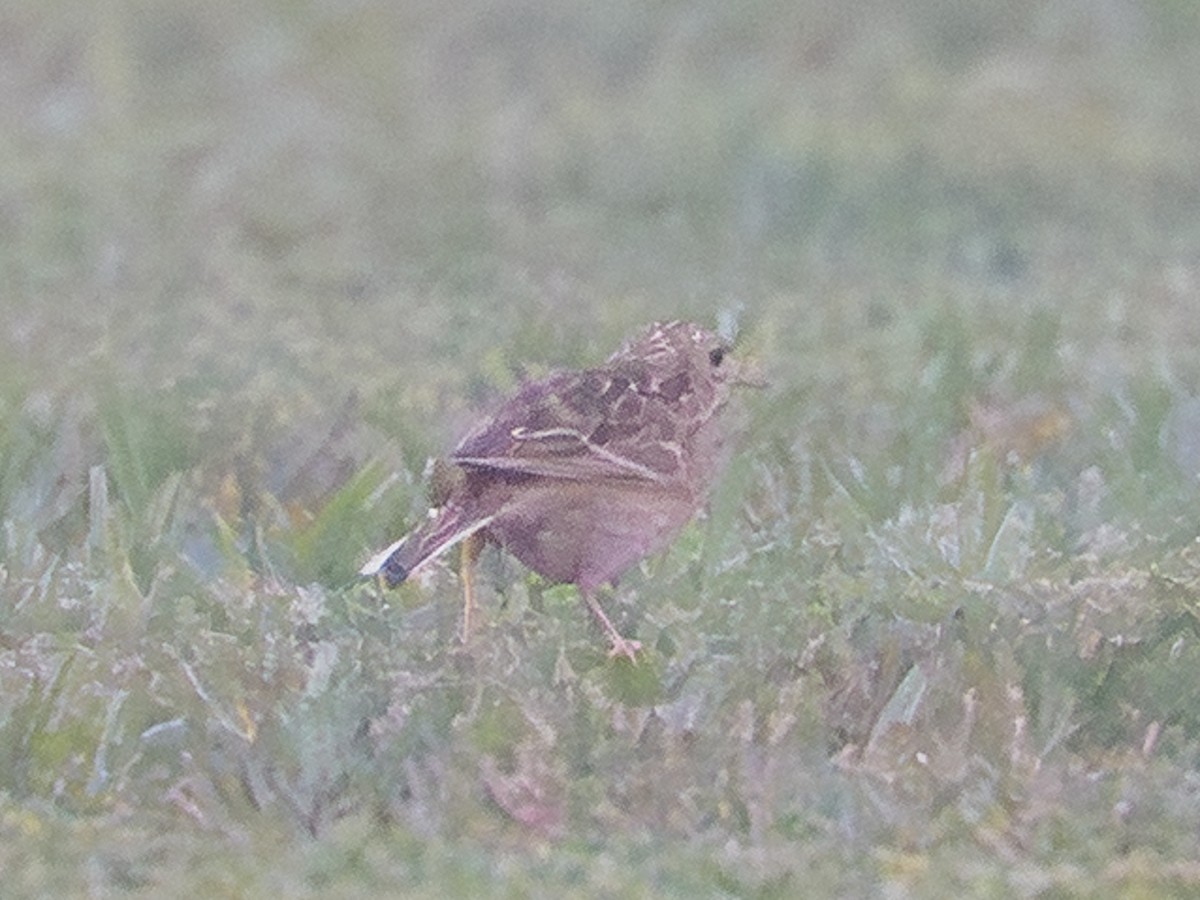 Sprague's Pipit - ML646585822