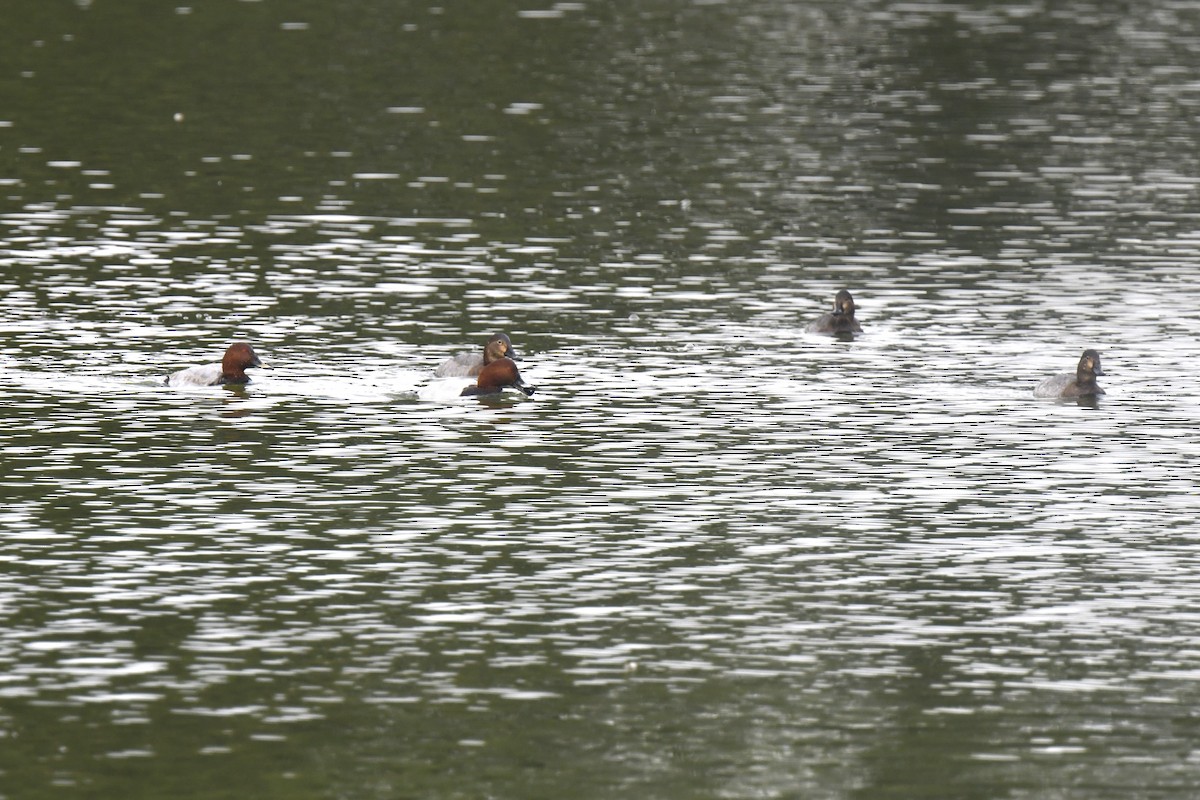 Common Pochard - ML646585825