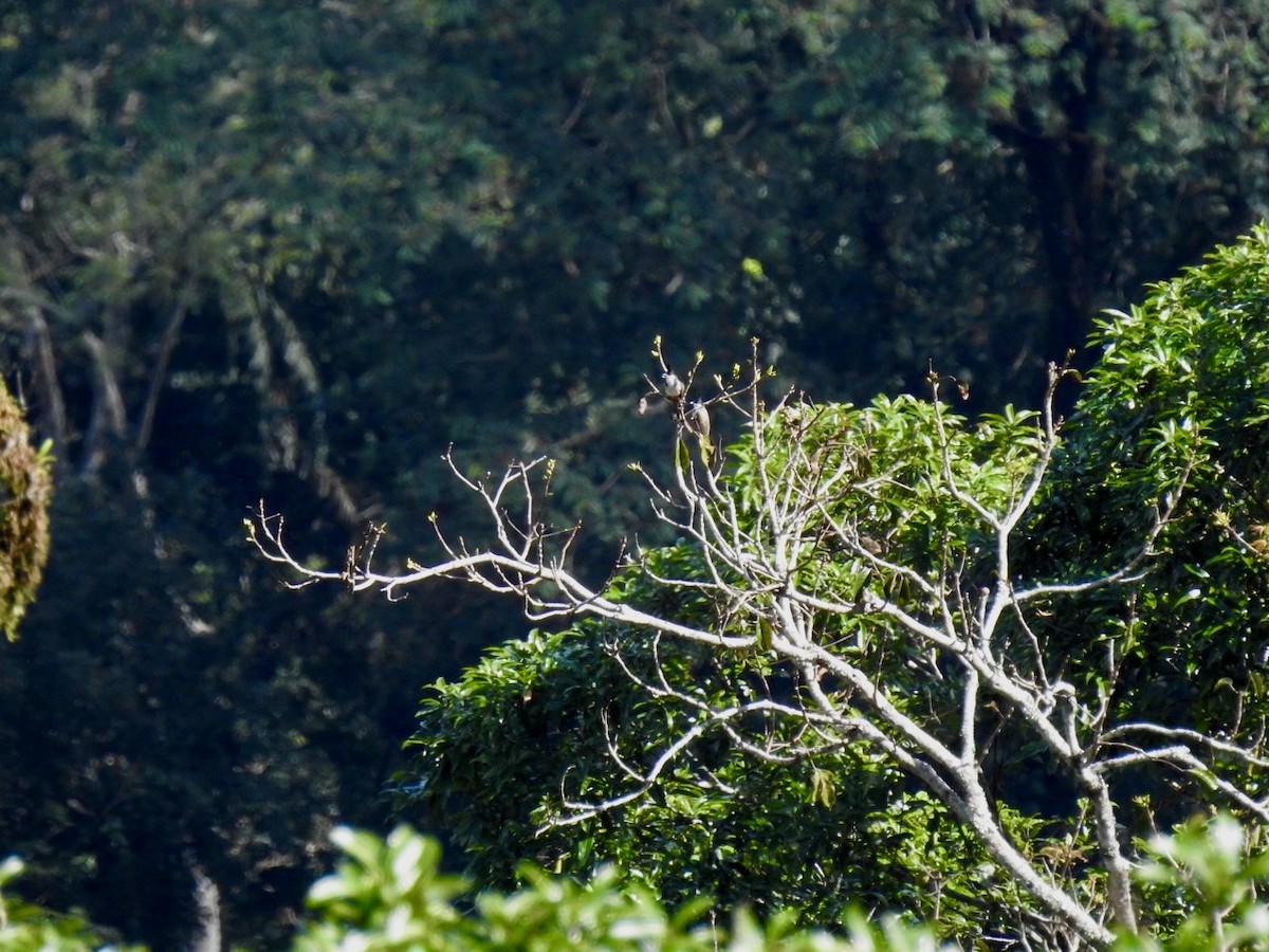 Red-whiskered Bulbul - ML646585826