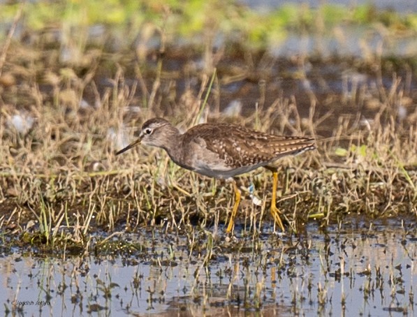 vodouš bahenní - ML646585827