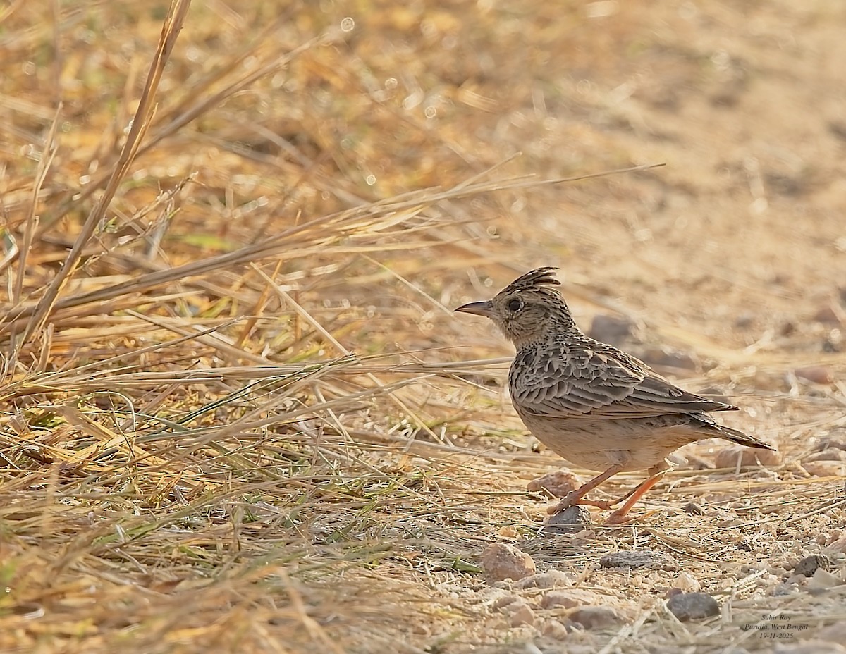 Oriental Skylark - ML646585828