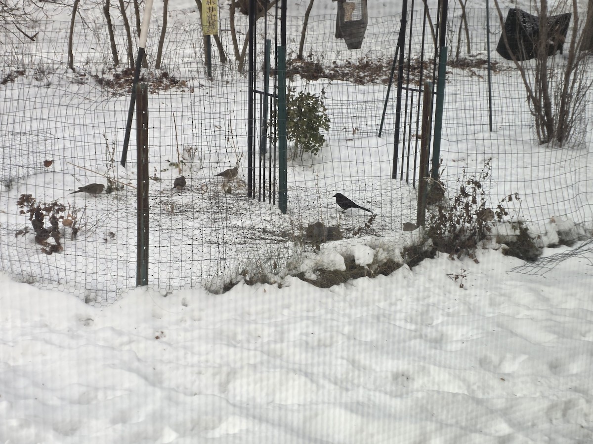 Purpurgrackel - ML646585830