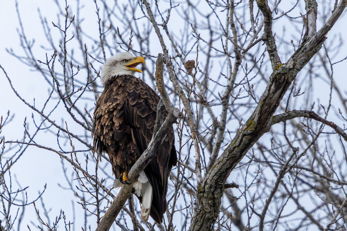Bald Eagle - ML646585831