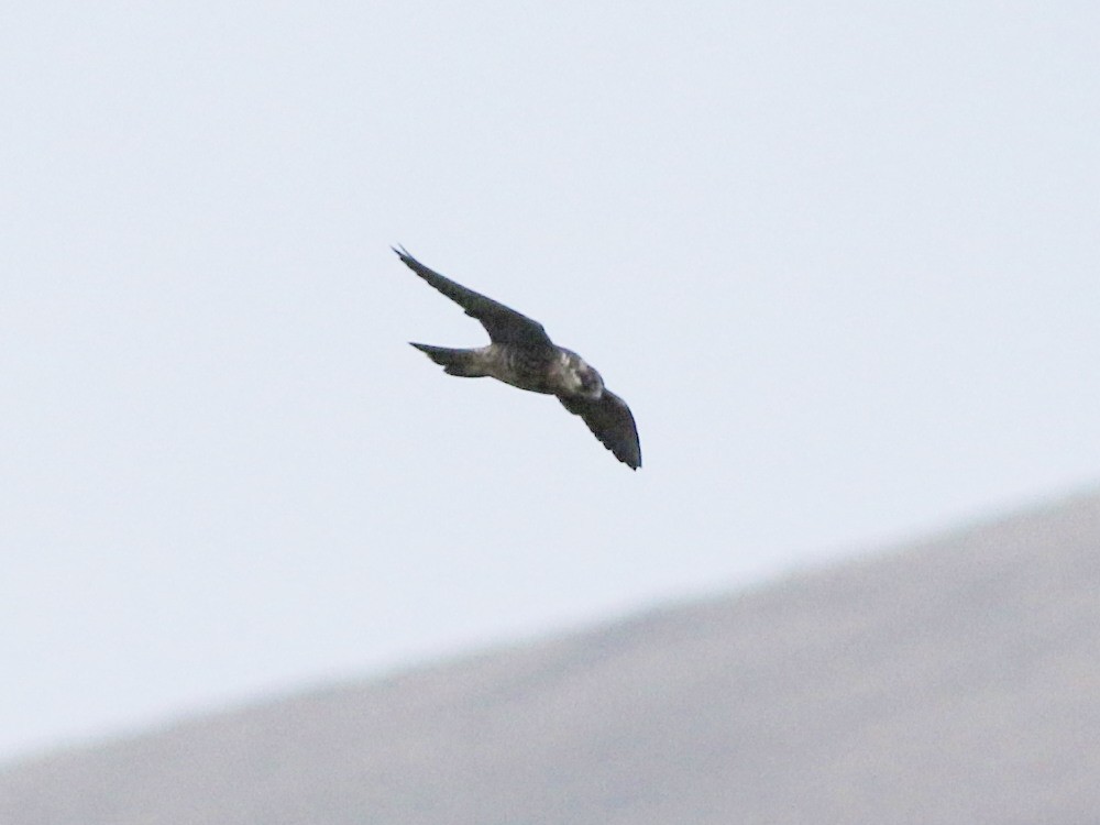 遊隼(peregrinus群) - ML646585832