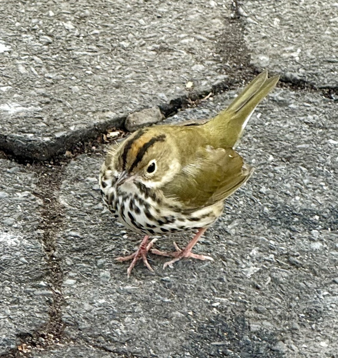 Ovenbird - ML646585835