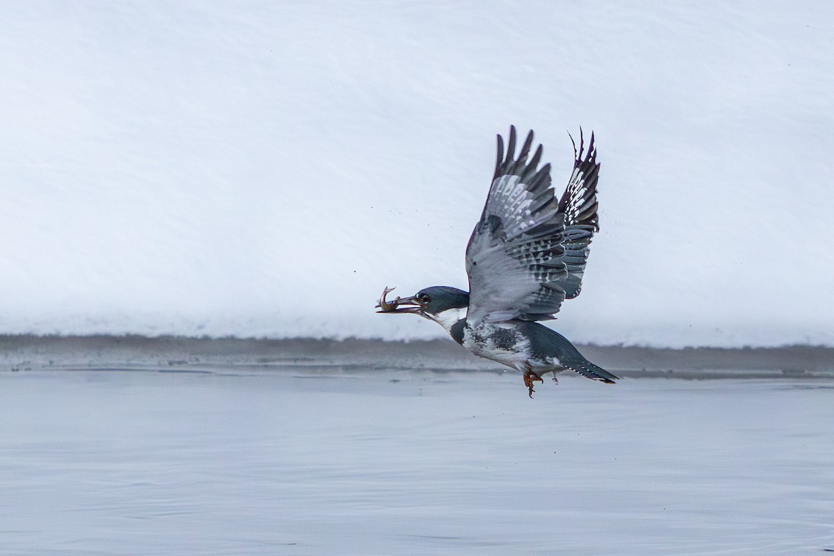 Belted Kingfisher - ML646585836