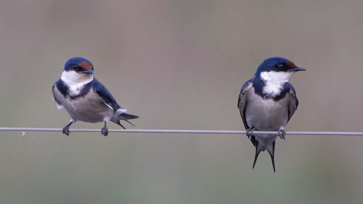 White-throated Swallow - ML646585840