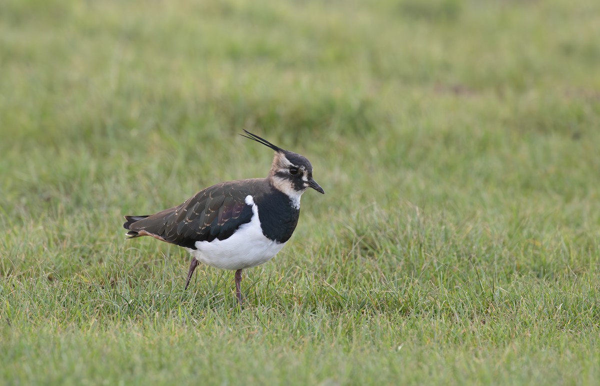 Northern Lapwing - ML646585844