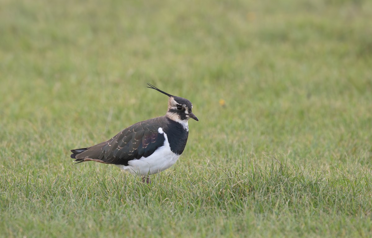 Northern Lapwing - ML646585845