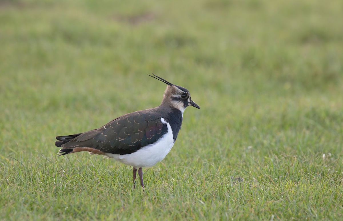 Northern Lapwing - ML646585846