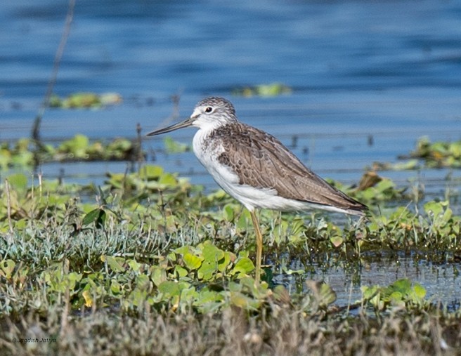 Common Greenshank - ML646585847