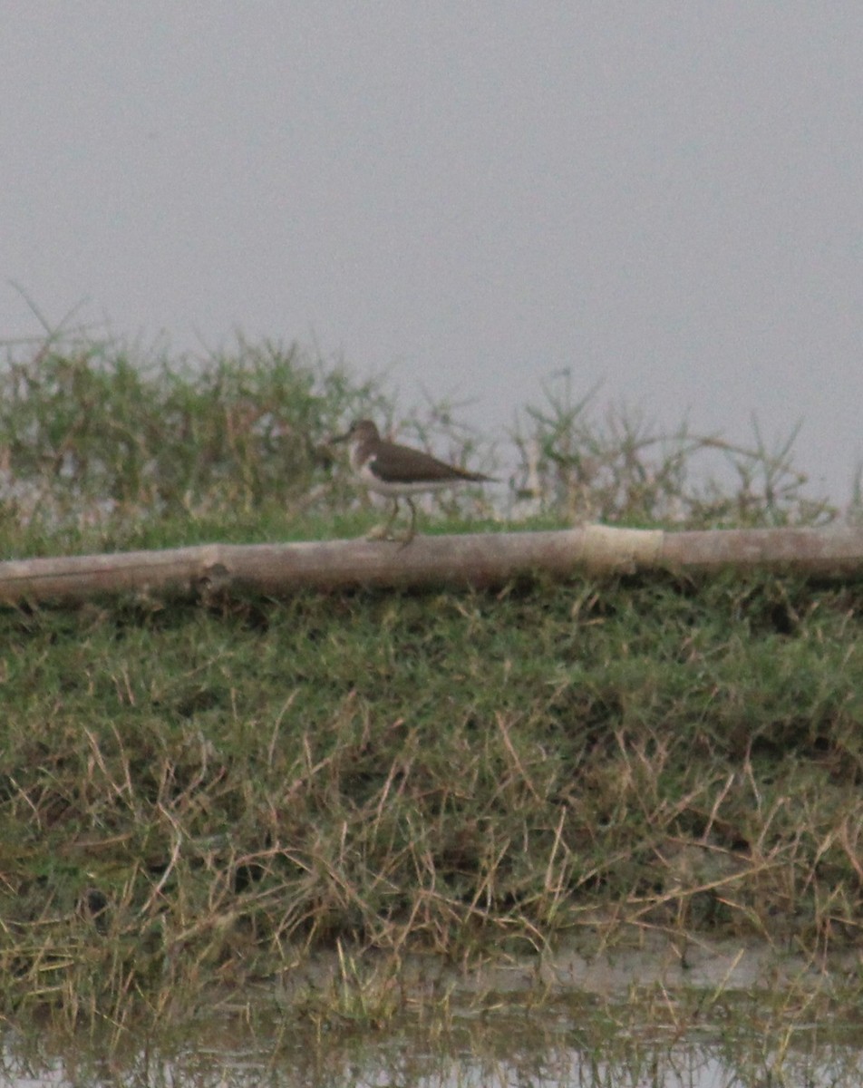 Common Sandpiper - ML646585848