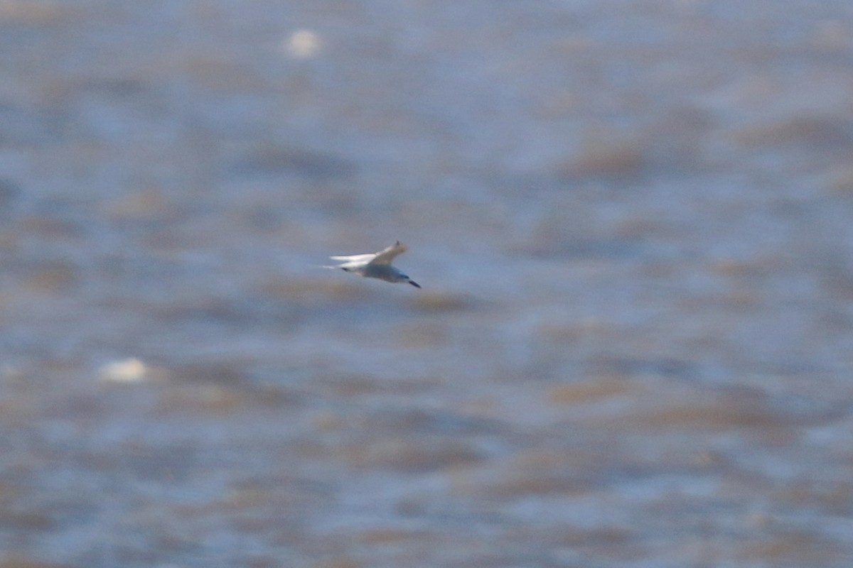 Snowy-crowned Tern - ML646585849
