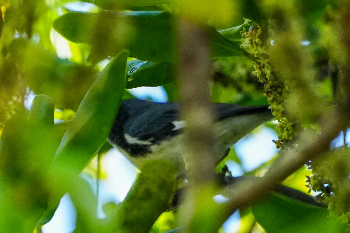 Black-throated Blue Warbler - ML646585850