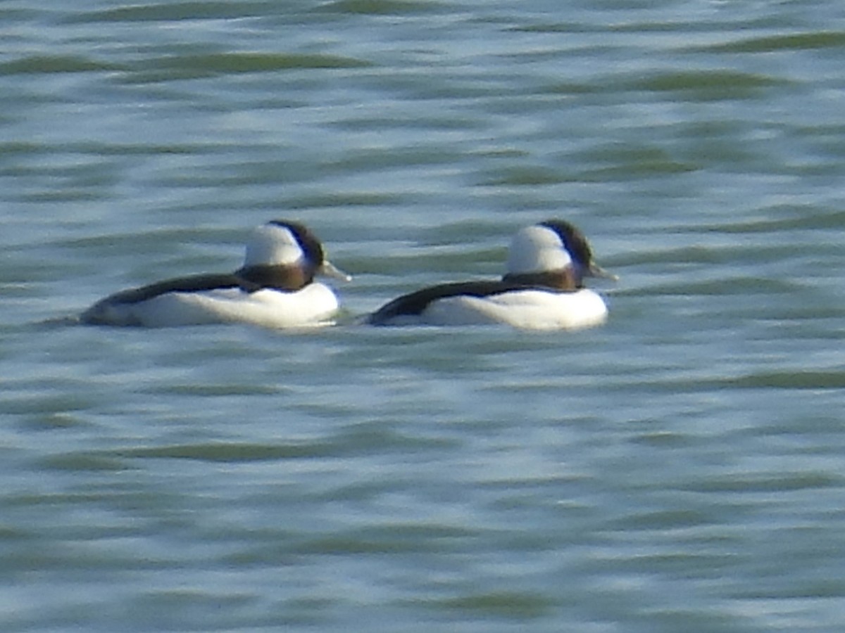 Bufflehead - ML646585851