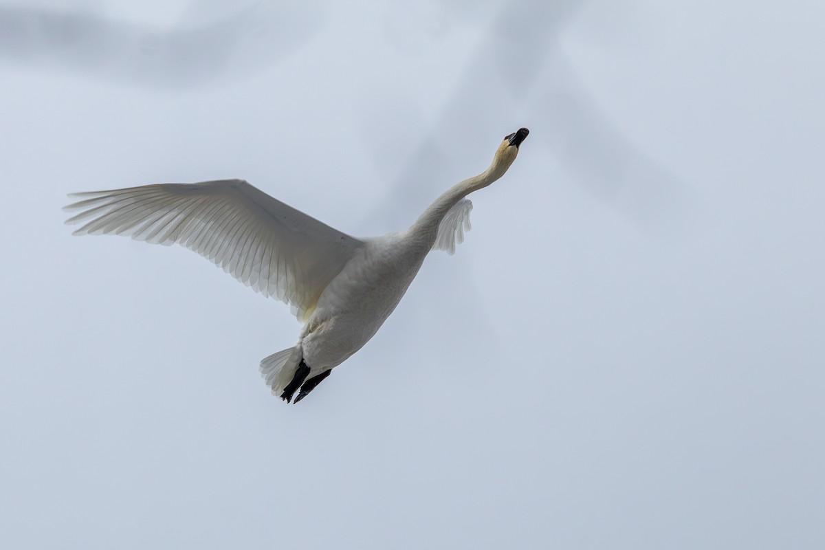 Trumpeter Swan - ML646585853