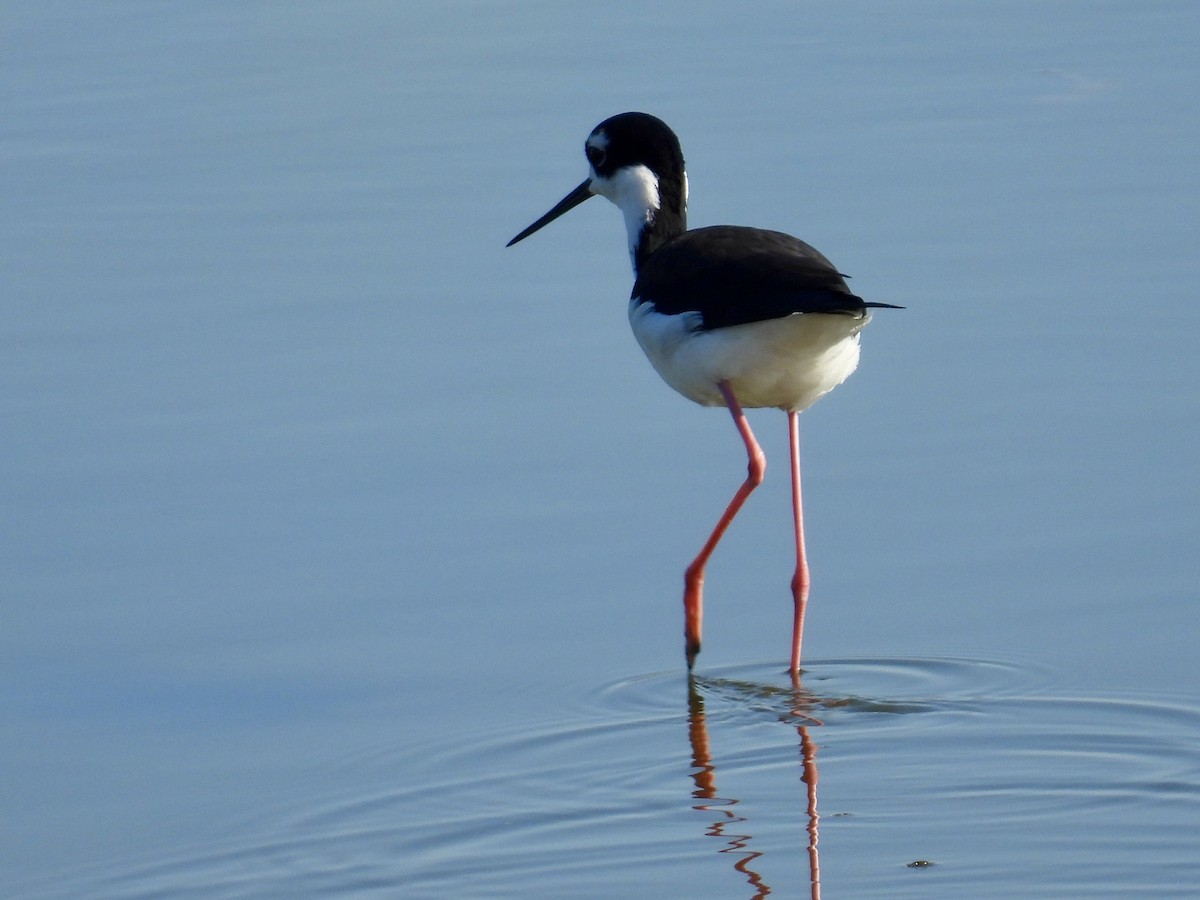 Black-necked Stilt - ML646585861