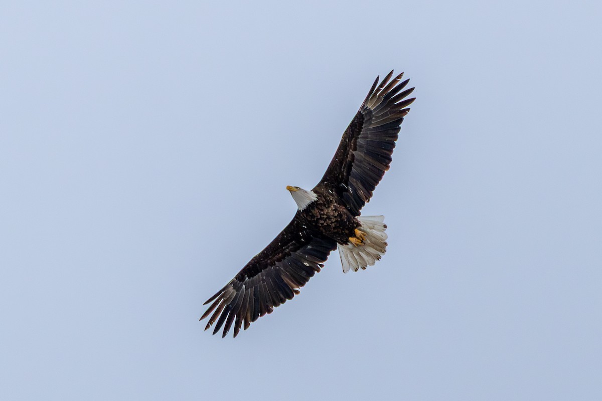 Bald Eagle - ML646585865