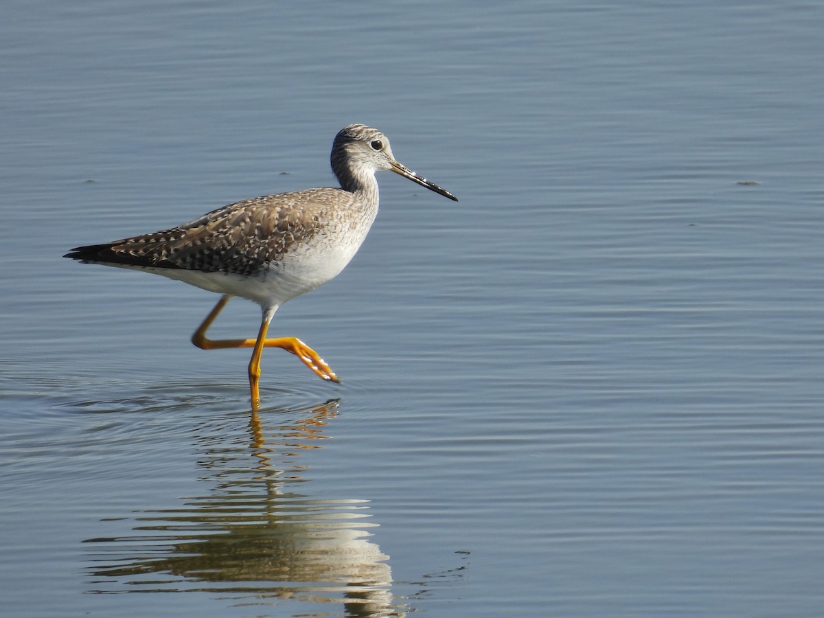 Greater Yellowlegs - ML646585866