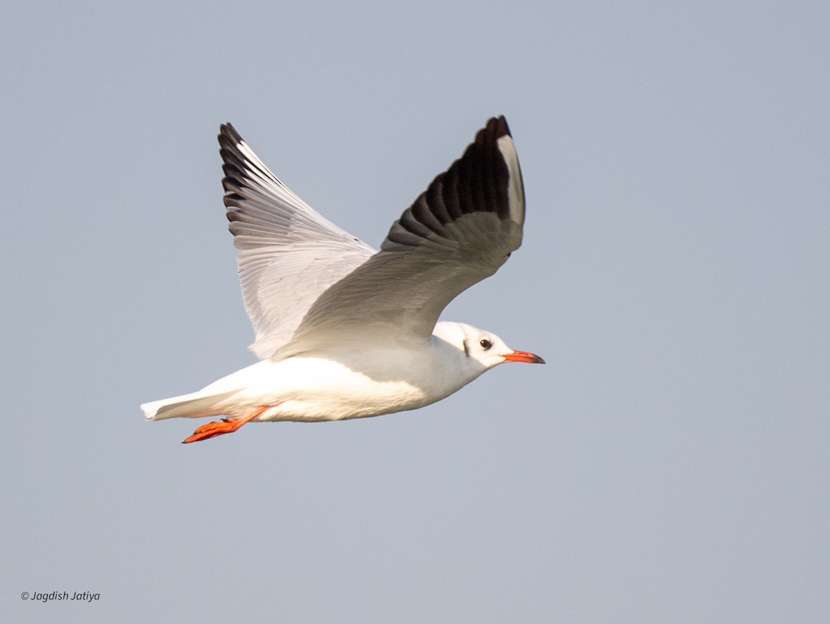 Black-headed Gull - ML646585867