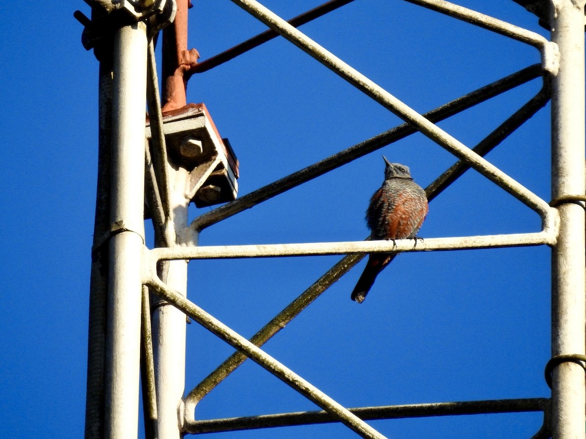 Blue Rock-Thrush - ML646585875