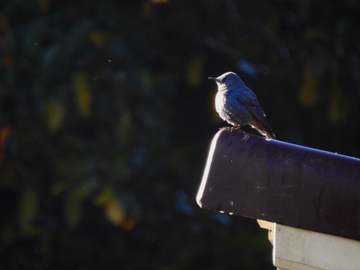 Blue Rock-Thrush - ML646585876
