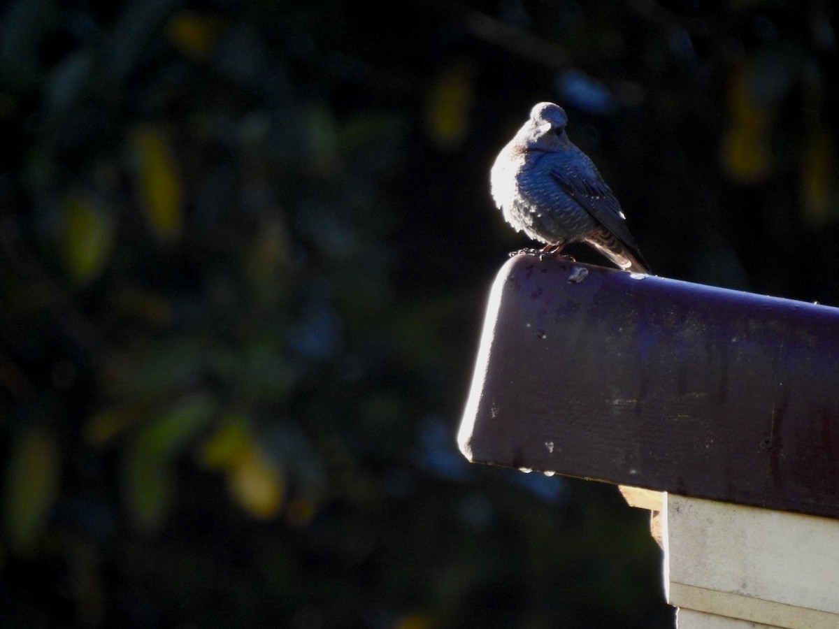 Blue Rock-Thrush - ML646585877
