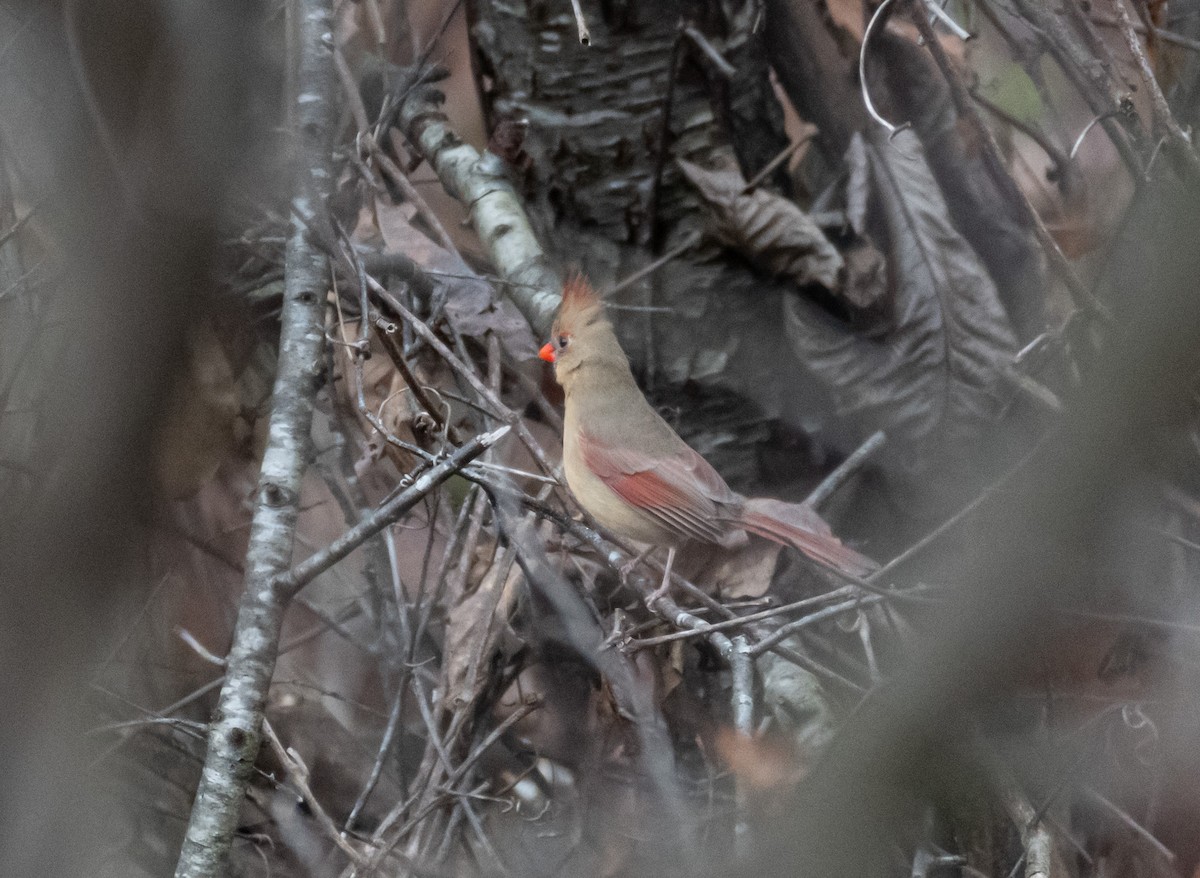 Northern Cardinal - ML646585879