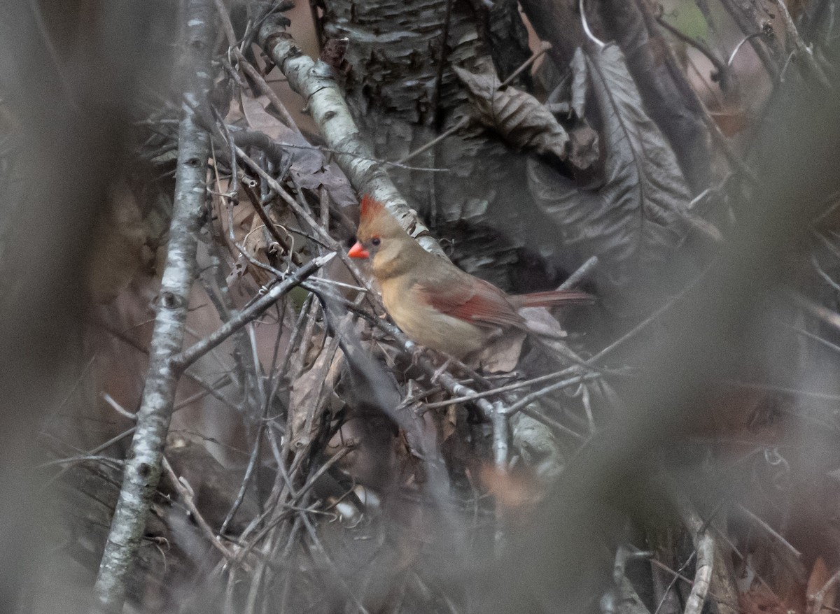 Northern Cardinal - ML646585880
