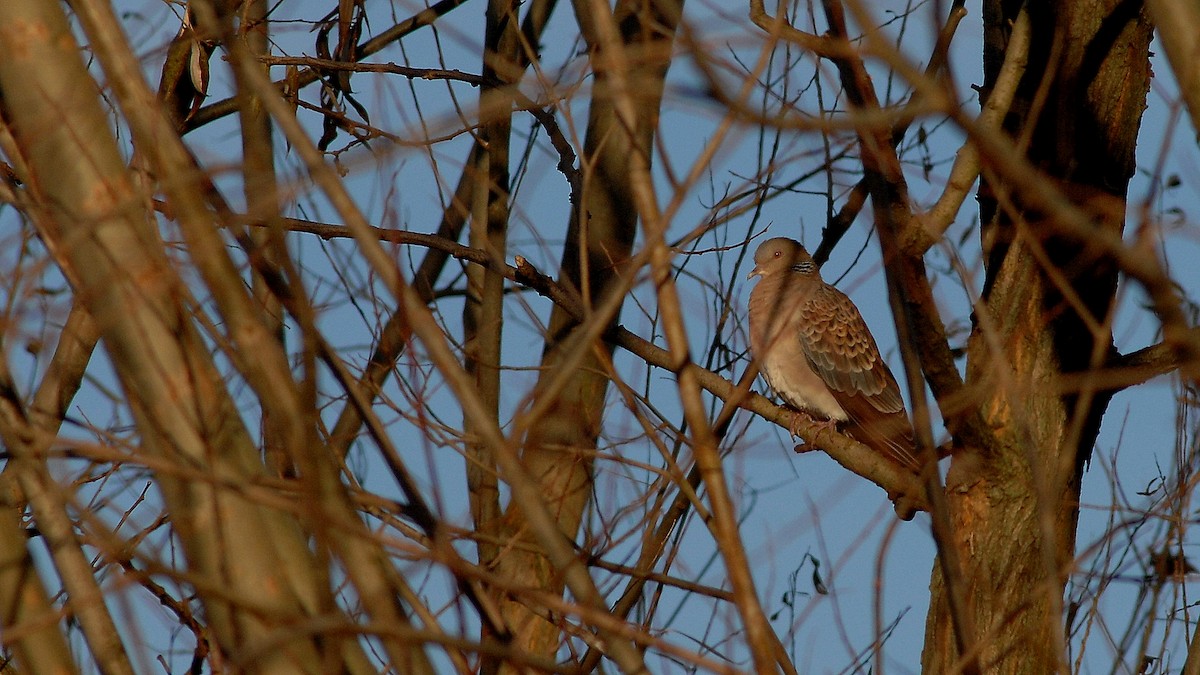 Büyük Üveyik - ML646585881