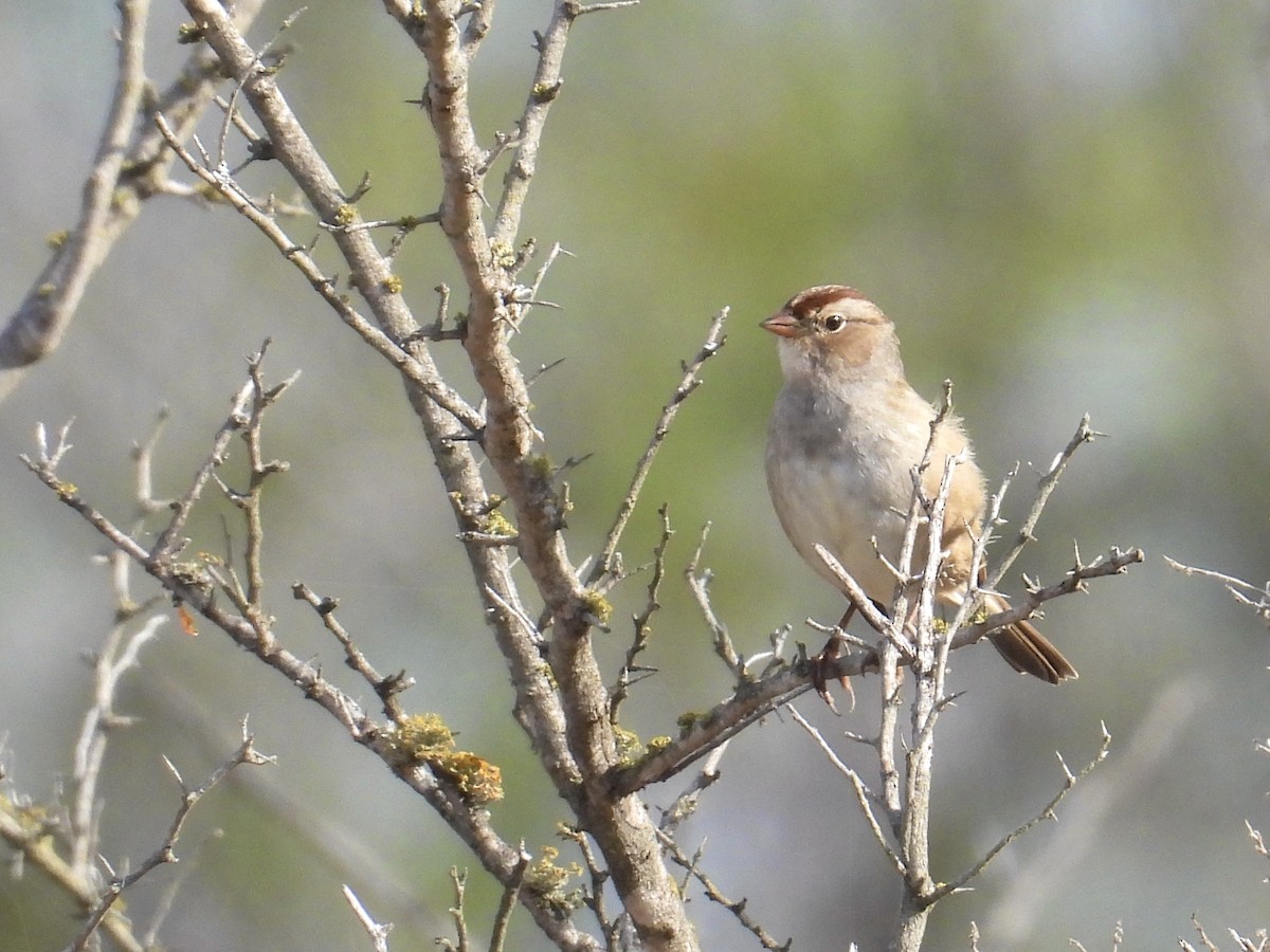 White-crowned Sparrow - ML646585884