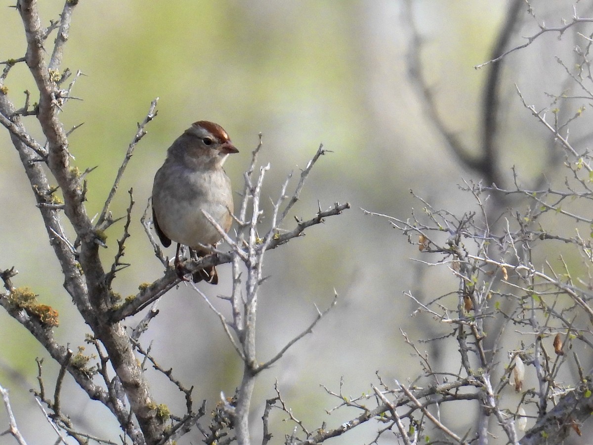 White-crowned Sparrow - ML646585885