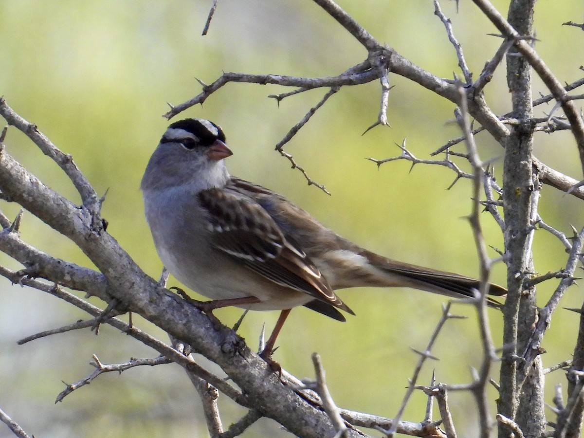 White-crowned Sparrow - ML646585887