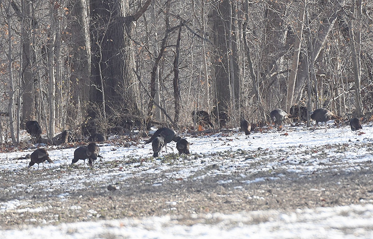 Dindon sauvage - ML646585888