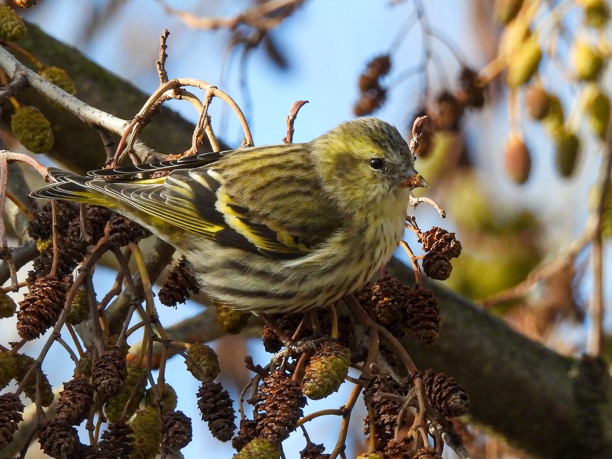 čížek lesní - ML646585889