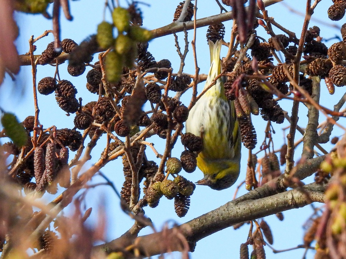 čížek lesní - ML646585890