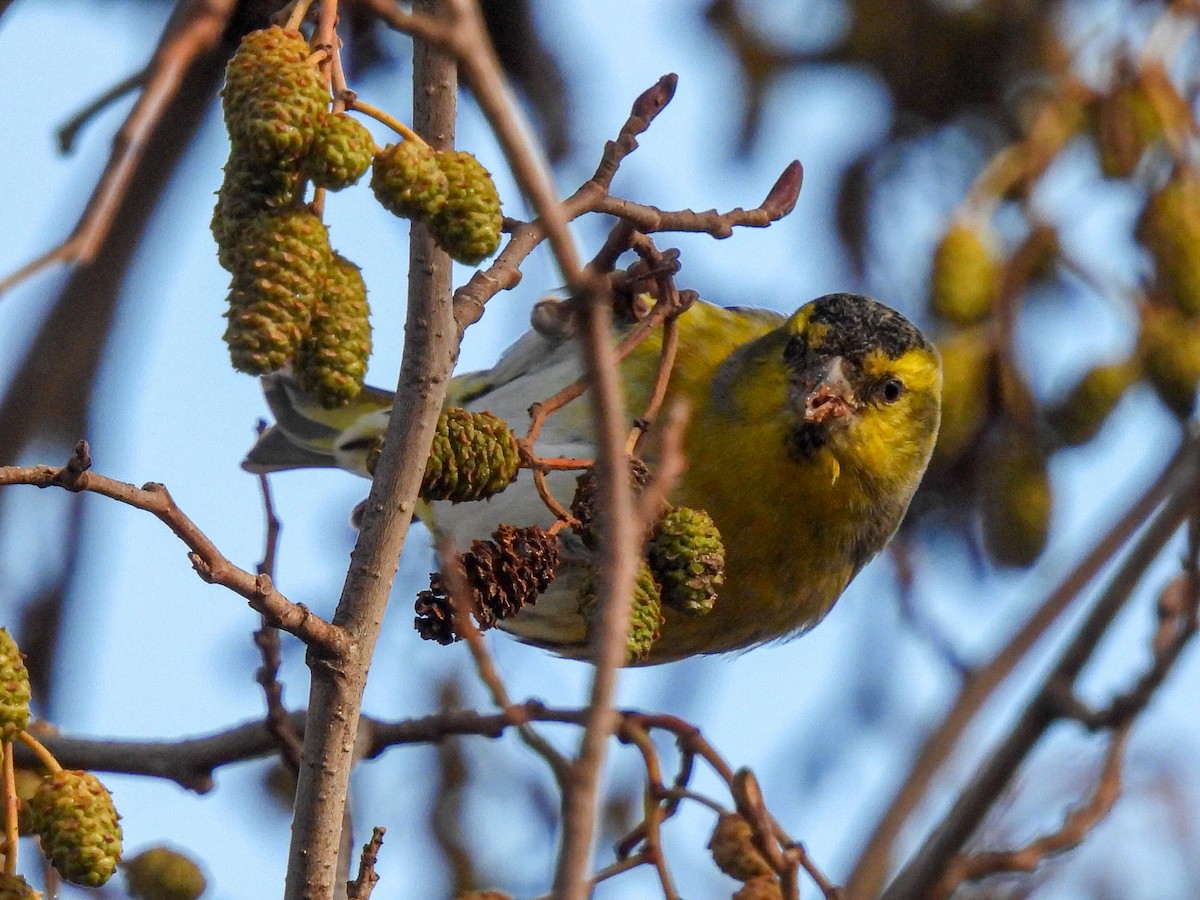 čížek lesní - ML646585891