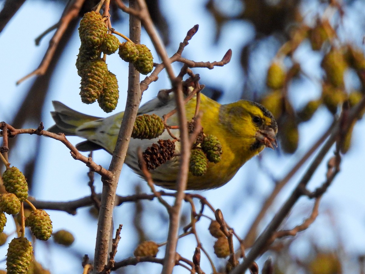 čížek lesní - ML646585894