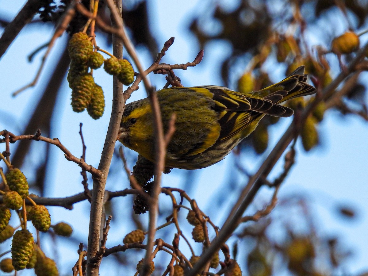 čížek lesní - ML646585896